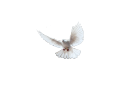 logo_white.png